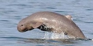 semestafakta-cambodia dolphin