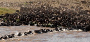 semestafakta-The Maasai Mara Migration