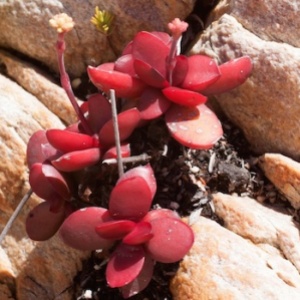semestafakta-world's smallest succulent plants