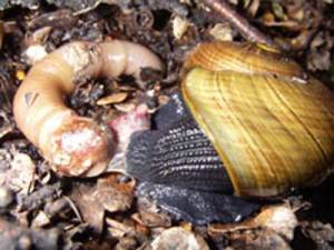semestafakta-giant carnivorous snail