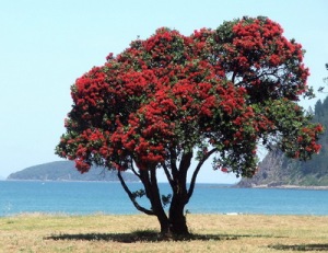 semestafakta-Pohutukawa tree